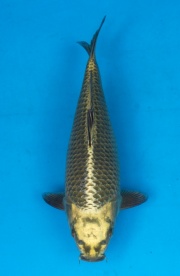 07-金兒-30cm-母-2015年產-(2016愛鯉家銘鯉苑-1)-1