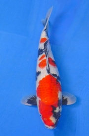 05-貞子昭和-48cm-公-2014年產-(2016明宏錦鯉園拍賣會)