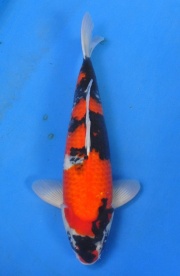 18-真子昭和(獅女王特徵明顯)-50cm-公--(2016明宏錦鯉園拍...