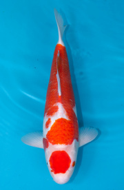 23-紅白-45cm-不明-2019年產-2000起標-(超越最终回-2020元大拍賣...