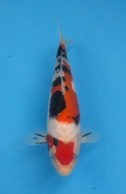 16-楓林養魚場-大正-24CM