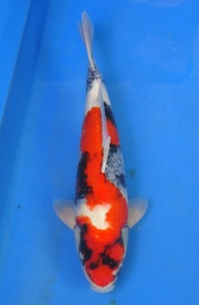 13-真子昭和-51cm-公-2014年產-(2016明宏錦鯉園拍賣會)