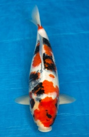 23-昭和三色-48cm-母-2016年產-10000起標-(強度p3-2017元大昭和拍...