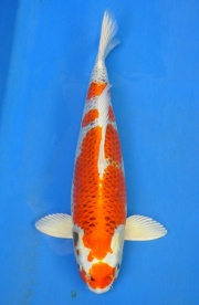 26-孔雀-56cm-母-2013年產-(2016明宏錦鯉園拍賣會)