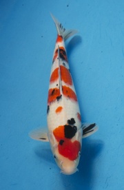 11-楓林養魚場-大正-37CM