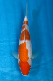 12-紅白(日本桃太郎產)-25cm-不明-2016年產-6000起標-(2017江口...