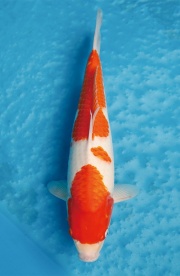 12.元大錦鯉園-紅白-38CM-母