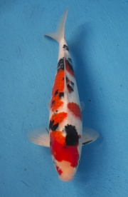 6-楓林養魚場-大正-35CM
