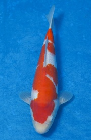 08-紅白-34cm-母魚-(寶源錦鯉養殖場)