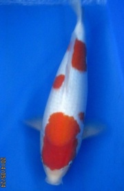 善緣紅白，47公分，母魚!