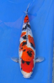 02-貞子大正-50cm-母-2014年產-(2016明宏錦鯉園拍賣會)-1