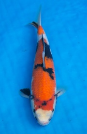 28-昭和三色-39cm-不明-2016年產-2000起標-(強度p2-2017元大昭和...