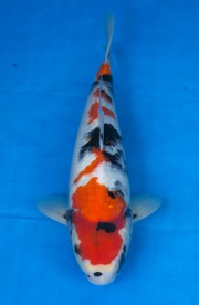 10-昭和三色-37cm-母-2016年產-5000起標-(強度p2-2017元大昭和拍...