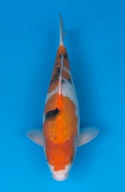 09-大正-36cm-公-2015年產-(2016愛鯉家銘鯉苑-1)-1