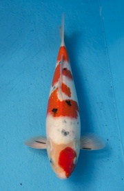 10-楓林養魚場-大正-34CM