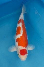 46-楓林養魚場-紅白-52CM-2歲