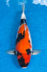 06-昭和三色-50cm-母-2016年產-5000起標-(強度p3-2017元大昭和拍...