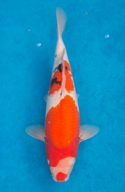 27-元大錦鯉園-大正-38CM