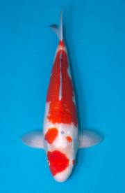 43-紅白-45cm-母-2019年產-3000起標-(超越最终回--2020元大拍賣...