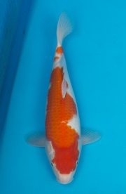 24-紅白-36cm-母-2015年產-(2016愛鯉家銘鯉苑-1)-1