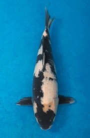 52-元大錦鯉園-白寫-40cm
