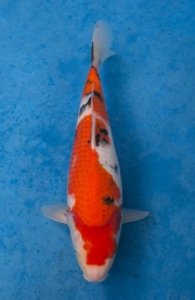 48-元大錦鯉園-大正-36CM