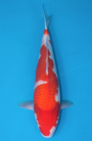 29-紅白-49cm-不明-2019年產-2000起標-(超越最终回-2020元大拍賣...