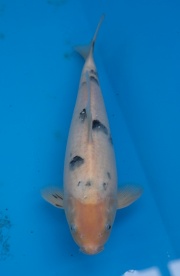 38-楓林養魚場-別光-33CM