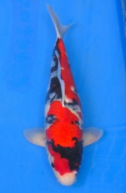 24-真子昭和-48cm-公-2014年產-(2016明宏錦鯉園拍賣會)