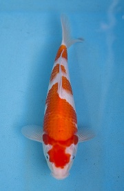 14(永富錦鯉場)-紅白-27cm-不明-2015產