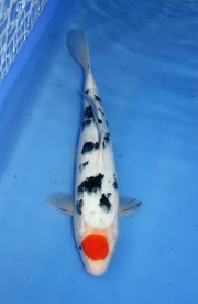 52) 愛鯉家銘鯉苑  - 丹頂三色 33cm 母