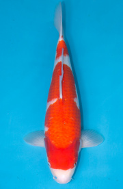 34-紅白-48cm-不明-2019年產-3000起標-(超越最终回-2020元大拍賣...