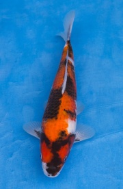 23-昭和三色-31cm-母高-2015年產