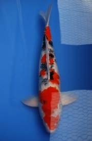 2011大正51cm(已售出)