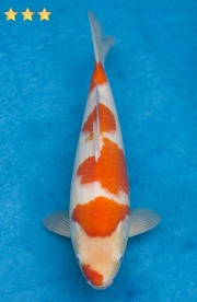 31-紅白-34cm-不明