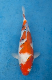 03-元大錦鯉園-大正-36cm
