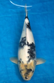 14-白寫-44cm-母-2016年產-3000起標-(強度p3-2017元大昭和拍賣會)-1