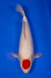 04(Ali-御三家錦鯉園)-丹頂-48cm-母魚-2014產