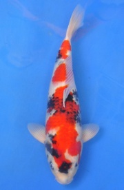 09-真子昭和-51cm-公-2014年產-(2016明宏錦鯉園拍賣會)