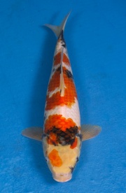 24-昭和三色-36cm-不明