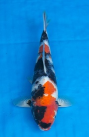 22-昭和三色-40cm-不明-2016年產-5000起標-(強度p2-2017元大昭和...