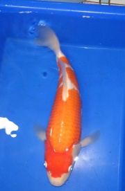看一條有特色的魚4.~2012阪井產 紅白 32公分
