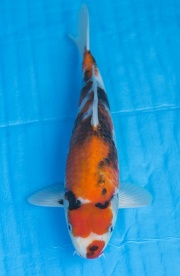 06-昭和三色-40cm-不明-2016年產-2000起標-(2017江口拍賣會)-1