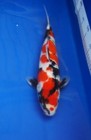 2012 昭和 35CM(亞洲若魚35部冠軍)已售出