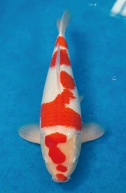 56-元大錦鯉園-紅白-39cm