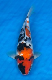 37-昭和三色(樂透魚)-37cm-母-2016年產-3000起標-(強度p2-2017元...