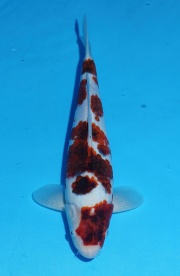 30-墨衣-35cm-母-2015年產-(2016佳河錦鯉園拍賣會p-1)-1