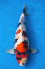 12-昭和三色-44cm-不明-2016年產-5000起標-(強度p2-2017元大昭和...