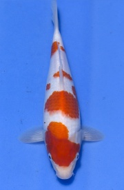 45-紅白-30cm-2015產-(愛鯉家銘鯉苑)