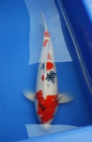 2011昭和55cm(已售出)